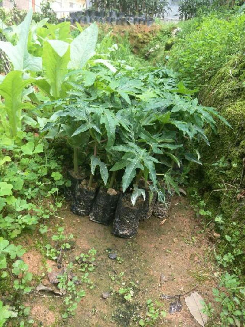 木瓜树苗10~20cm