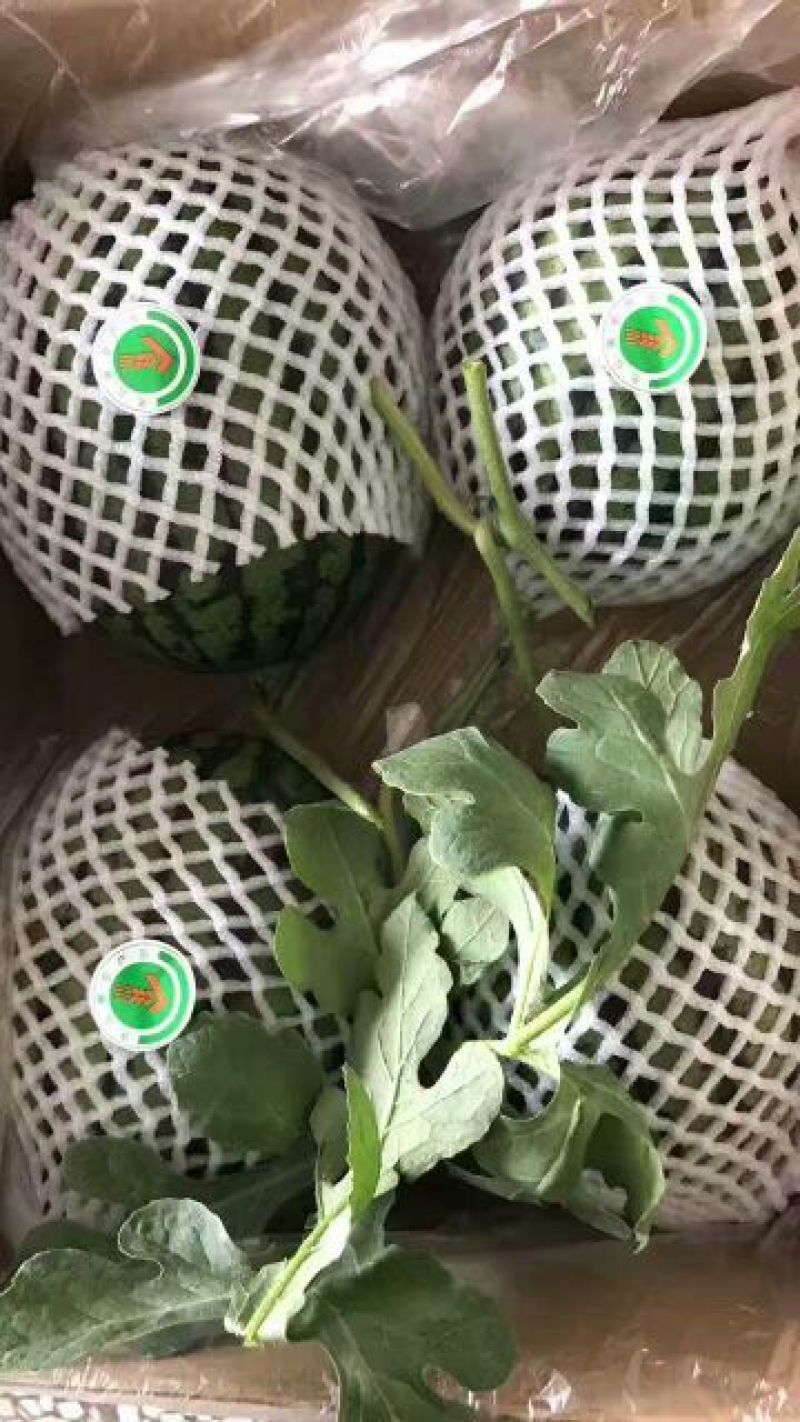 938.3斤打底9成熟一茬