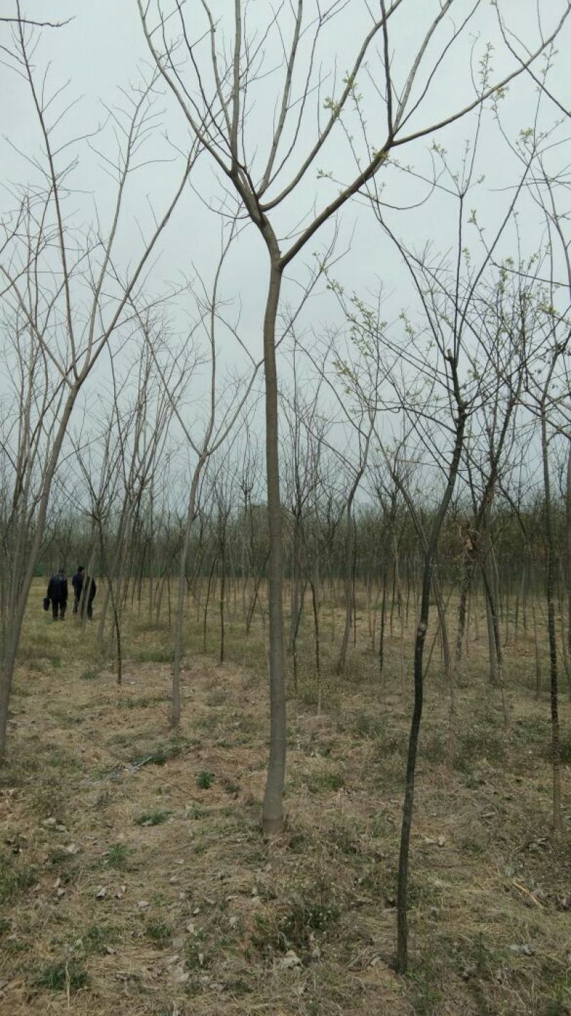 合欢10~12cm
