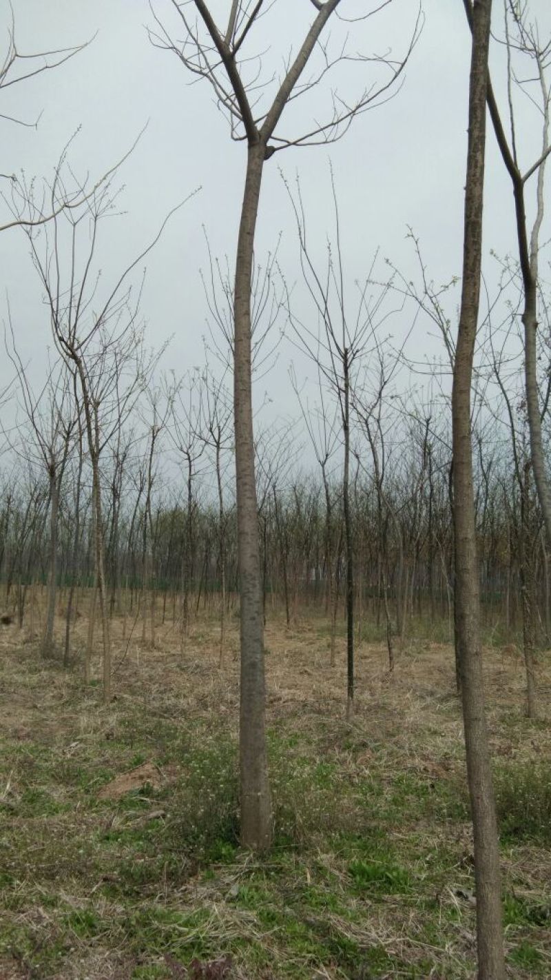 合欢10~12cm