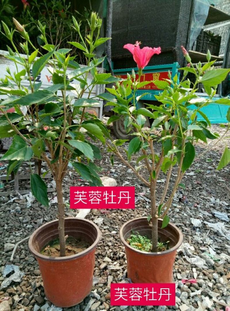 牡丹木槿2cm以下4cm以下0.5~1米