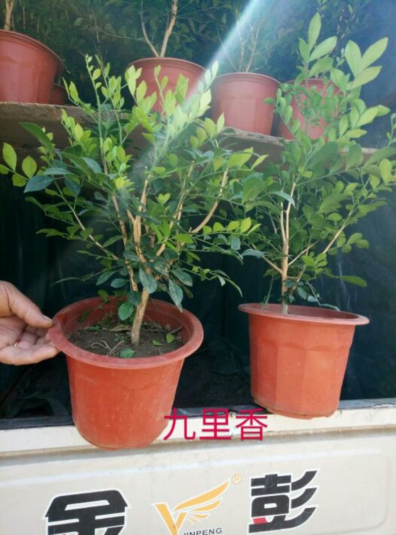 牡丹木槿2cm以下4cm以下0.5~1米