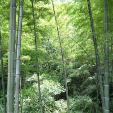 毛竹6cm以上6米以上
