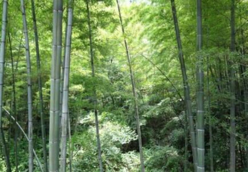 毛竹6cm以上6米以上