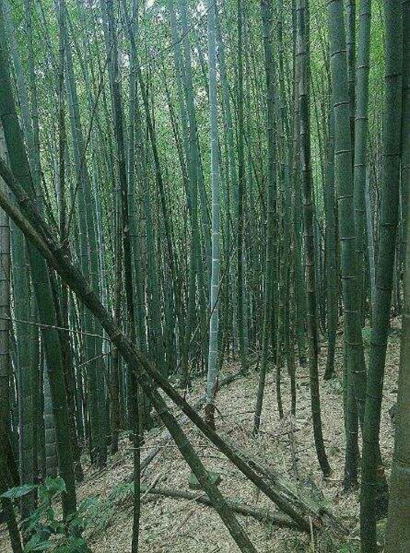 毛竹6cm以上6米以上