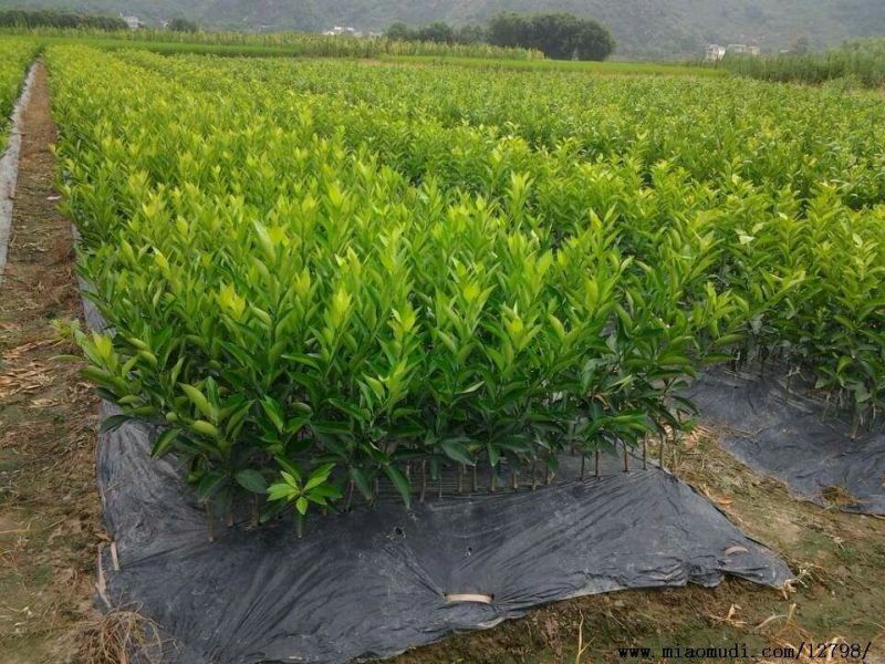 柑橘苗基地直供/包成活率包技术指导/死苗断苗免费补发