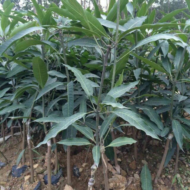 金煌芒树苗1m以下