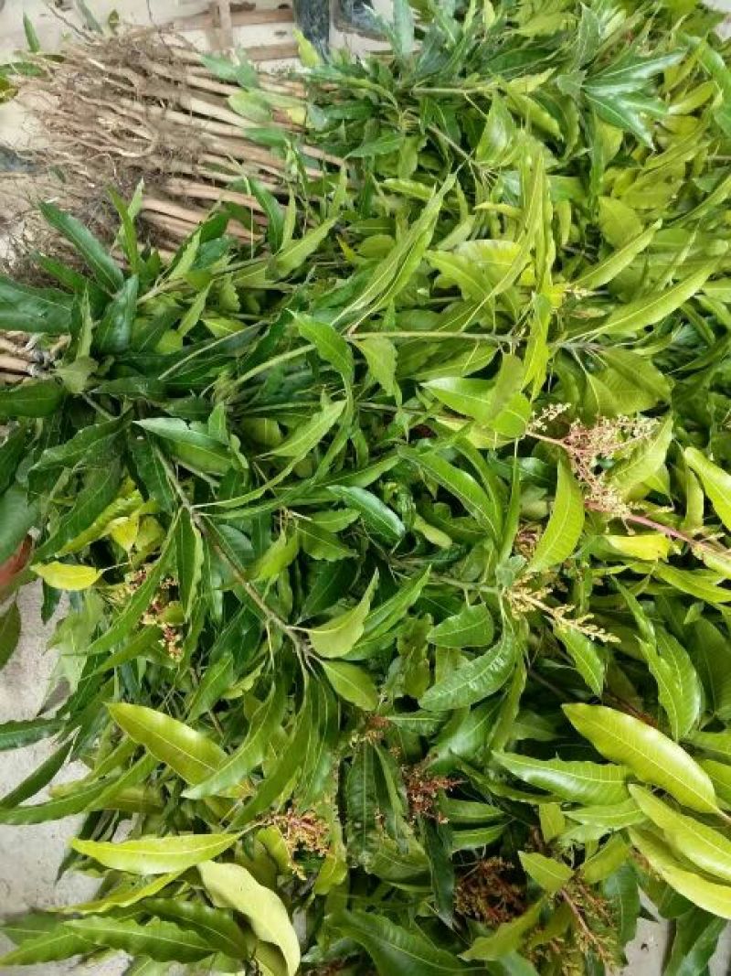 金煌芒树苗1m以下