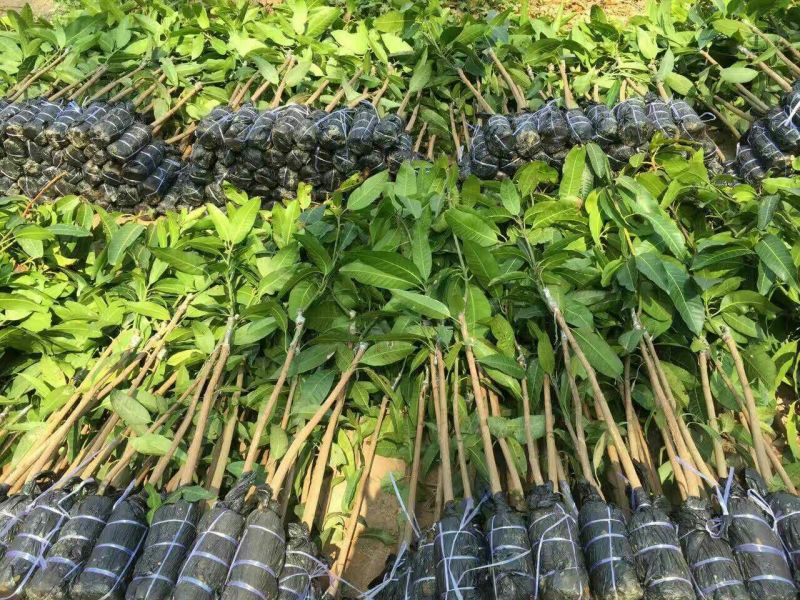 金煌芒树苗1m以下