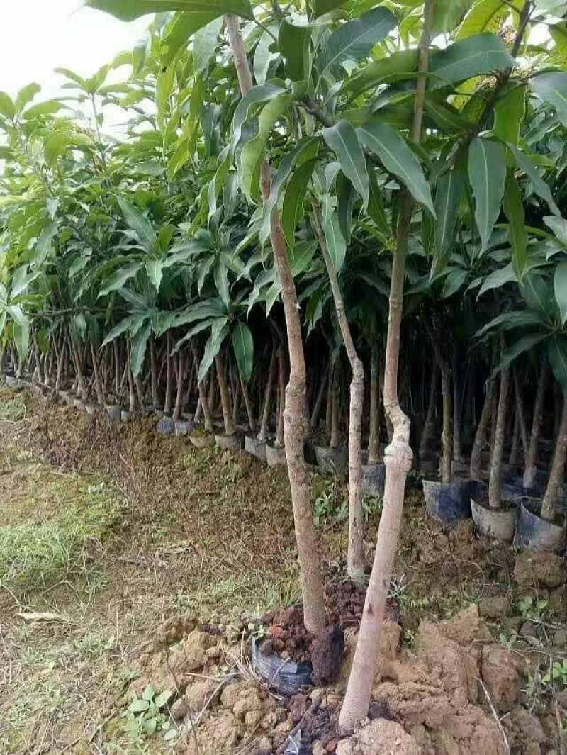 金煌芒树苗1m以下
