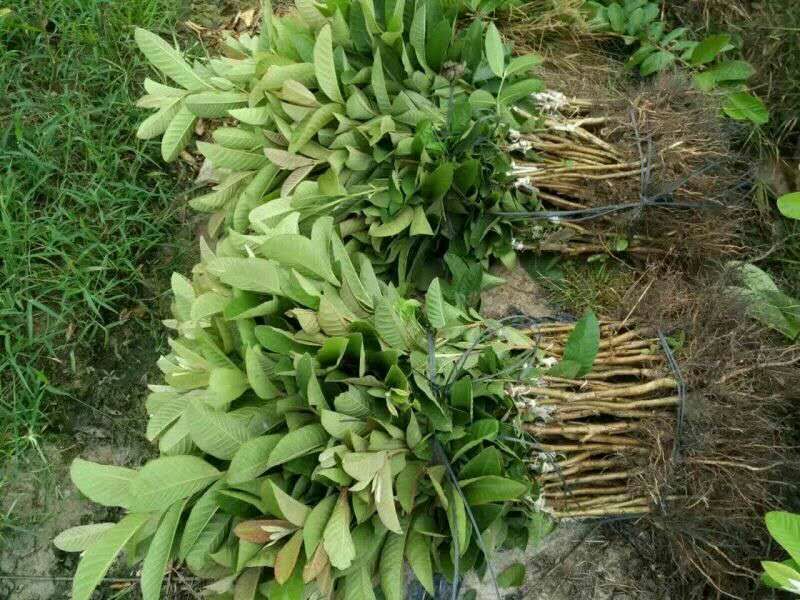 西瓜番石榴苗50~80cm