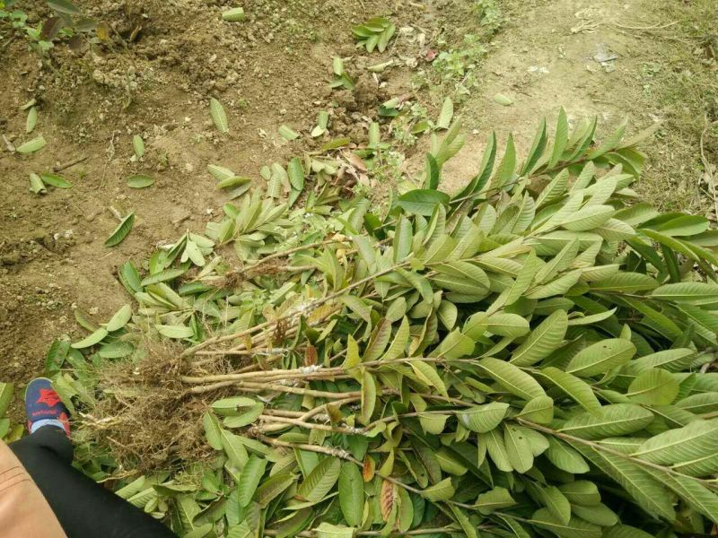 西瓜番石榴苗50~80cm