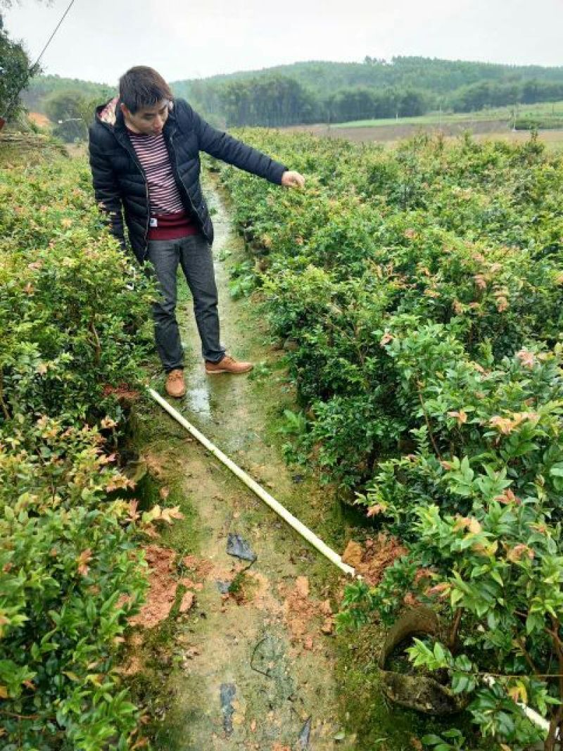嘉宝果树苗2年