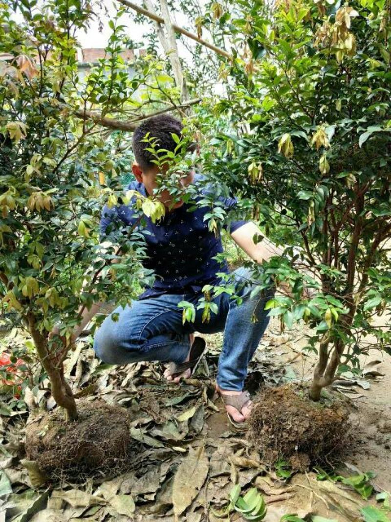 嘉宝果树苗2年
