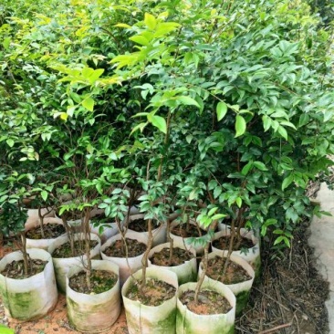 嘉宝果树苗2年
