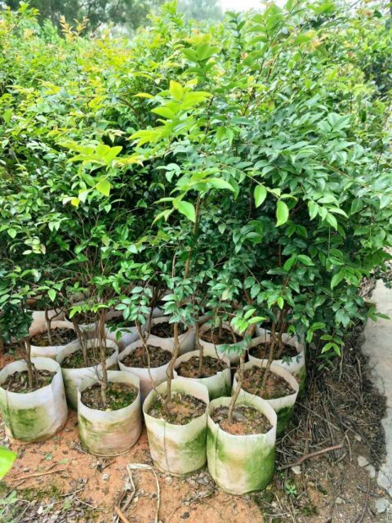 嘉宝果树苗2年