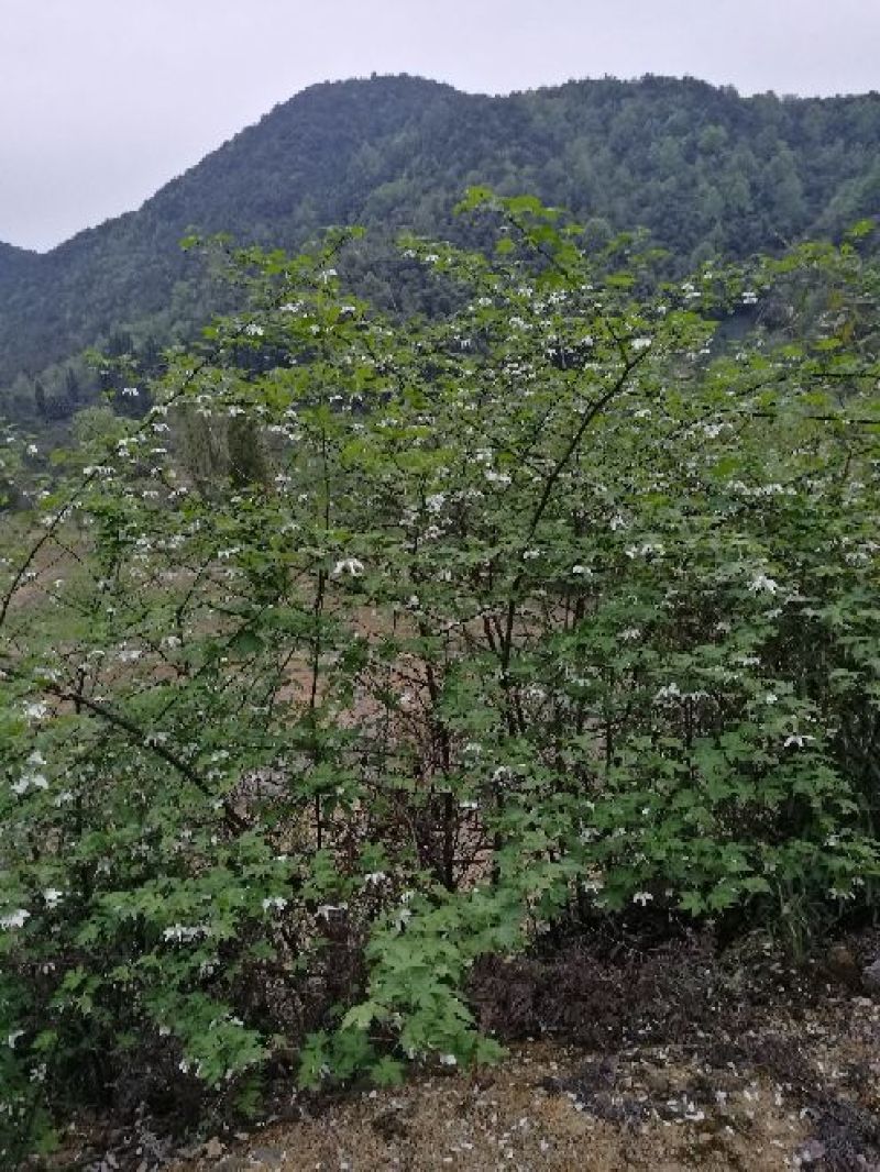 覆盆子苗