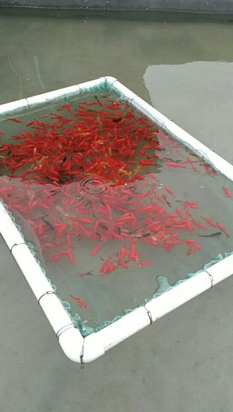 本合作社常年供应金鱼锦鲤各种观赏鱼