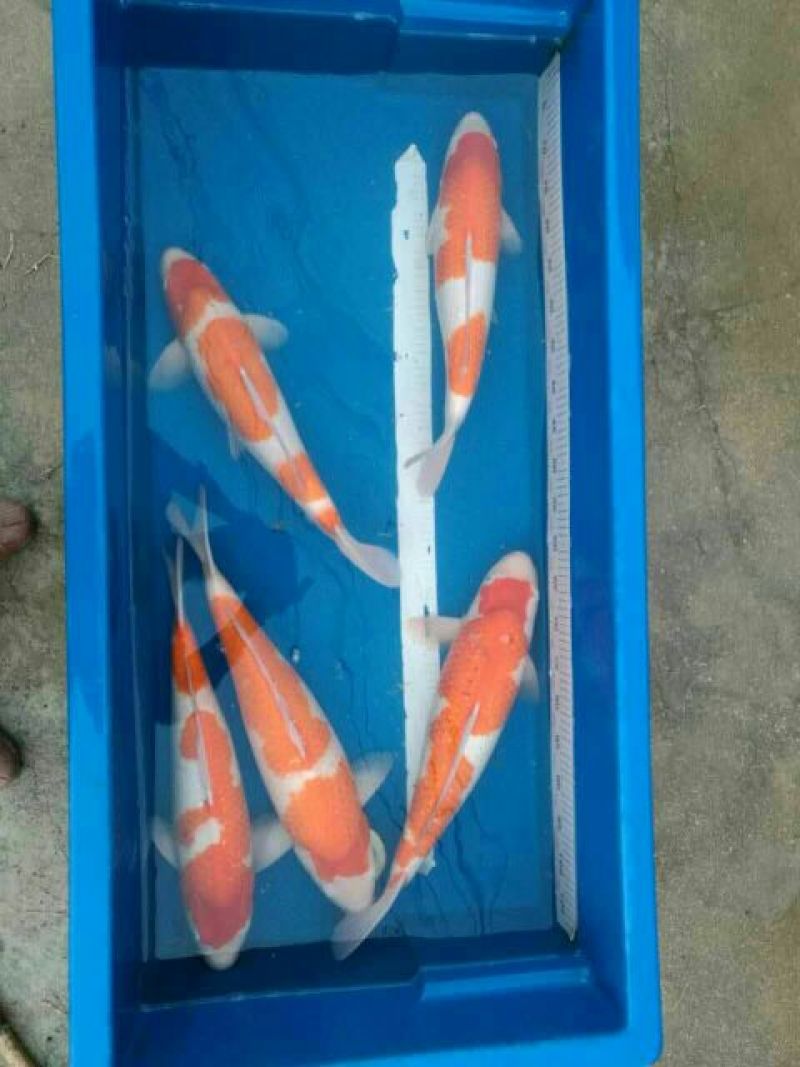 本合作社常年供应金鱼锦鲤各种观赏鱼