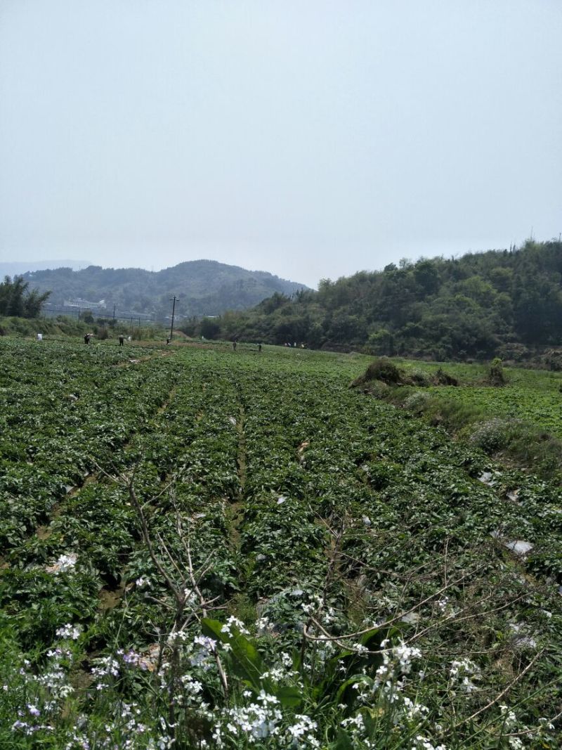 土豆3两以上，福建霞浦黄心土豆