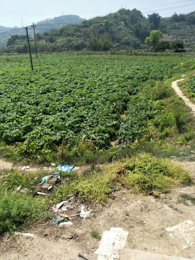 土豆3两以上，福建霞浦黄心土豆