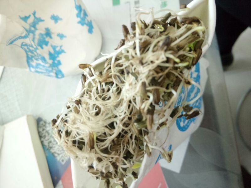 推荐牛膝种子，纯新牛膝种子，加工好的牛膝种子