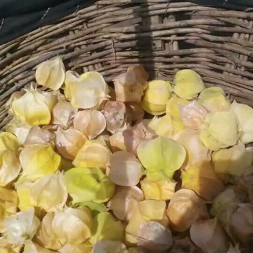 黄菇娘东北灯笼果香甜可爱