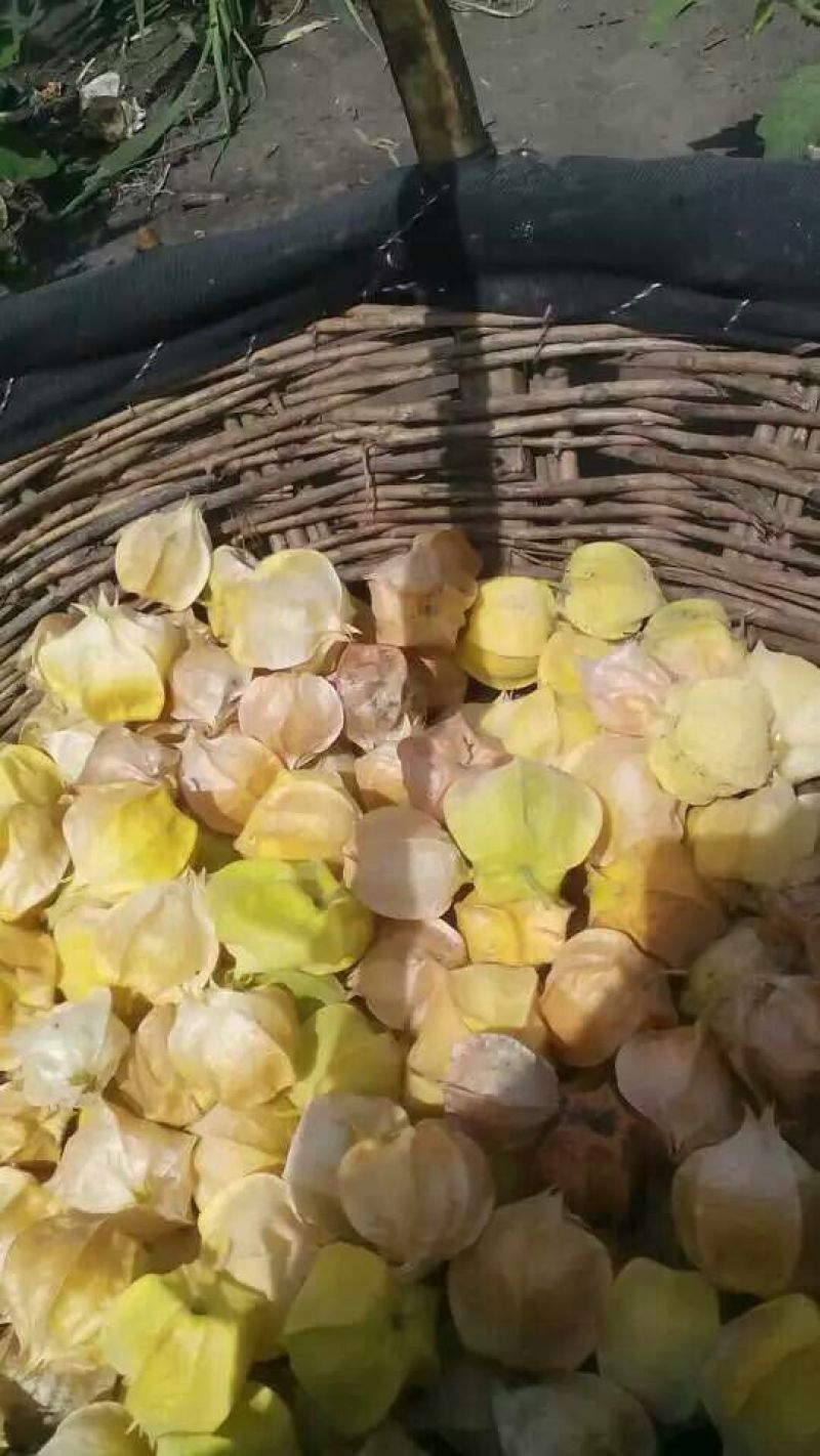 黄菇娘东北灯笼果香甜可爱