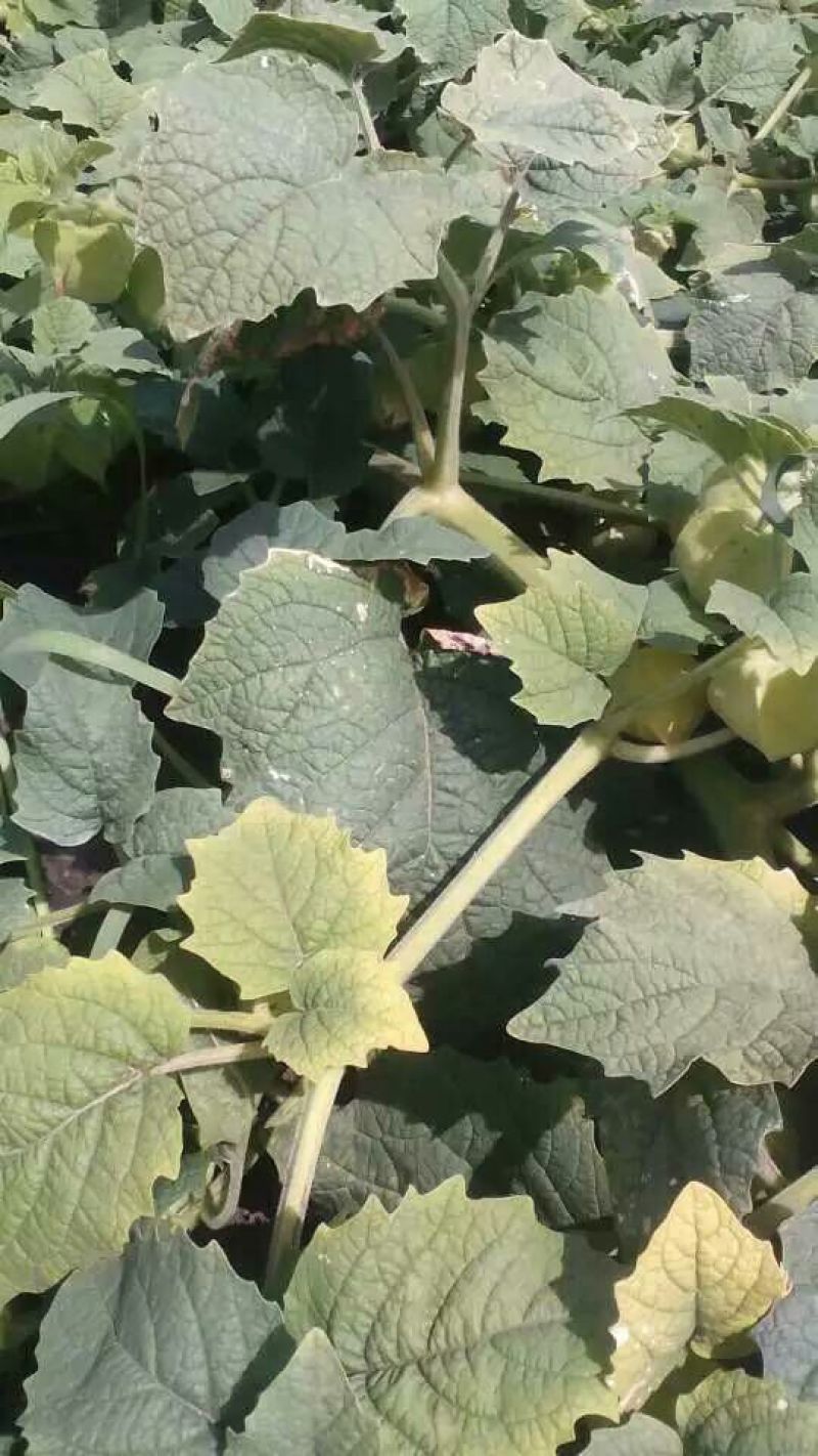 黄菇娘东北灯笼果香甜可爱