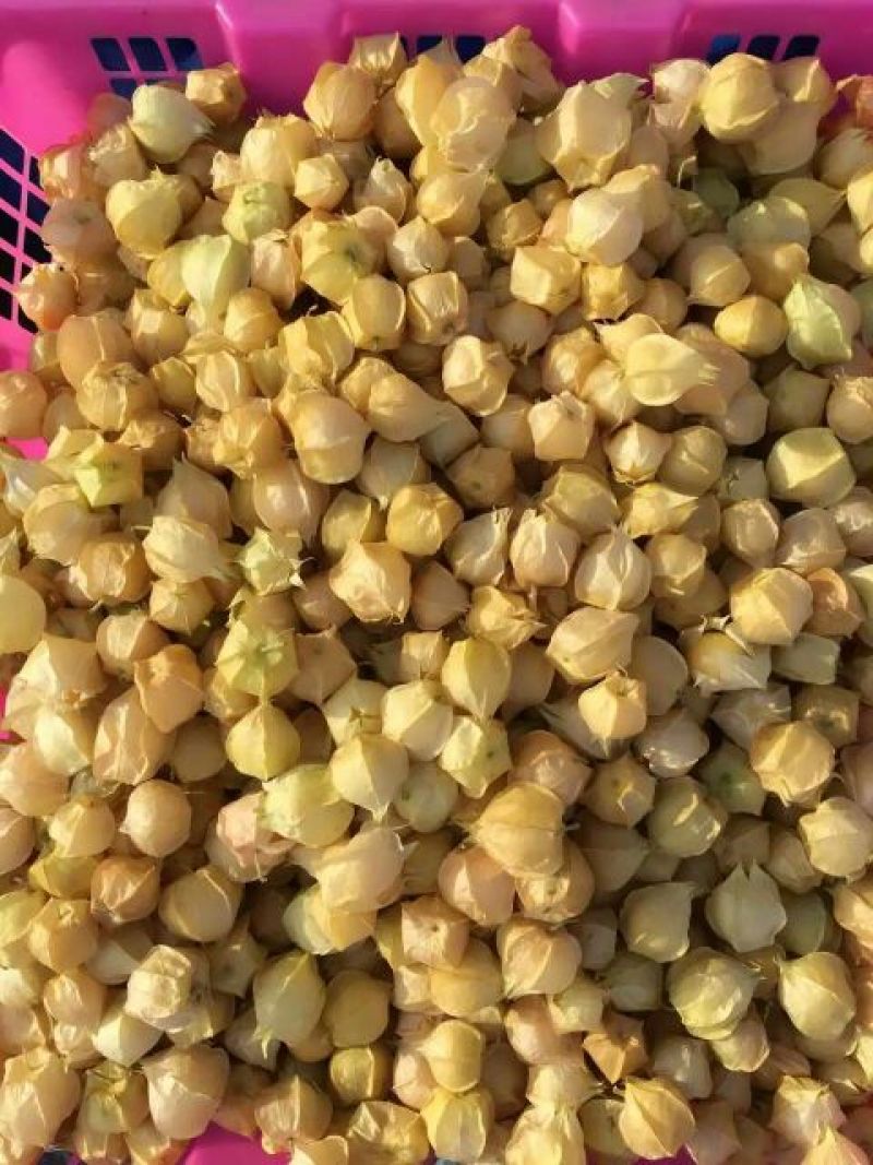 灯笼果1~2g东北甜菇娘