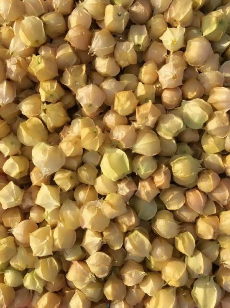 黄菇娘东北灯笼果香甜可爱