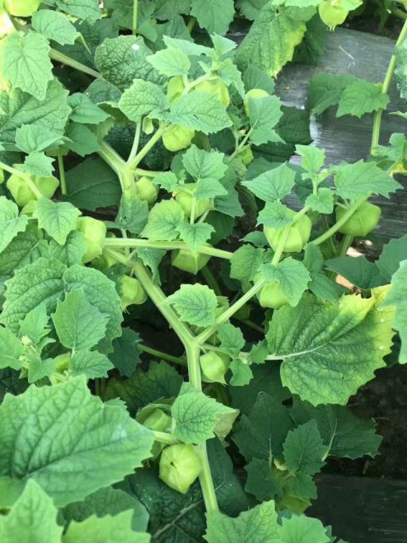 黄菇娘东北灯笼果香甜可爱