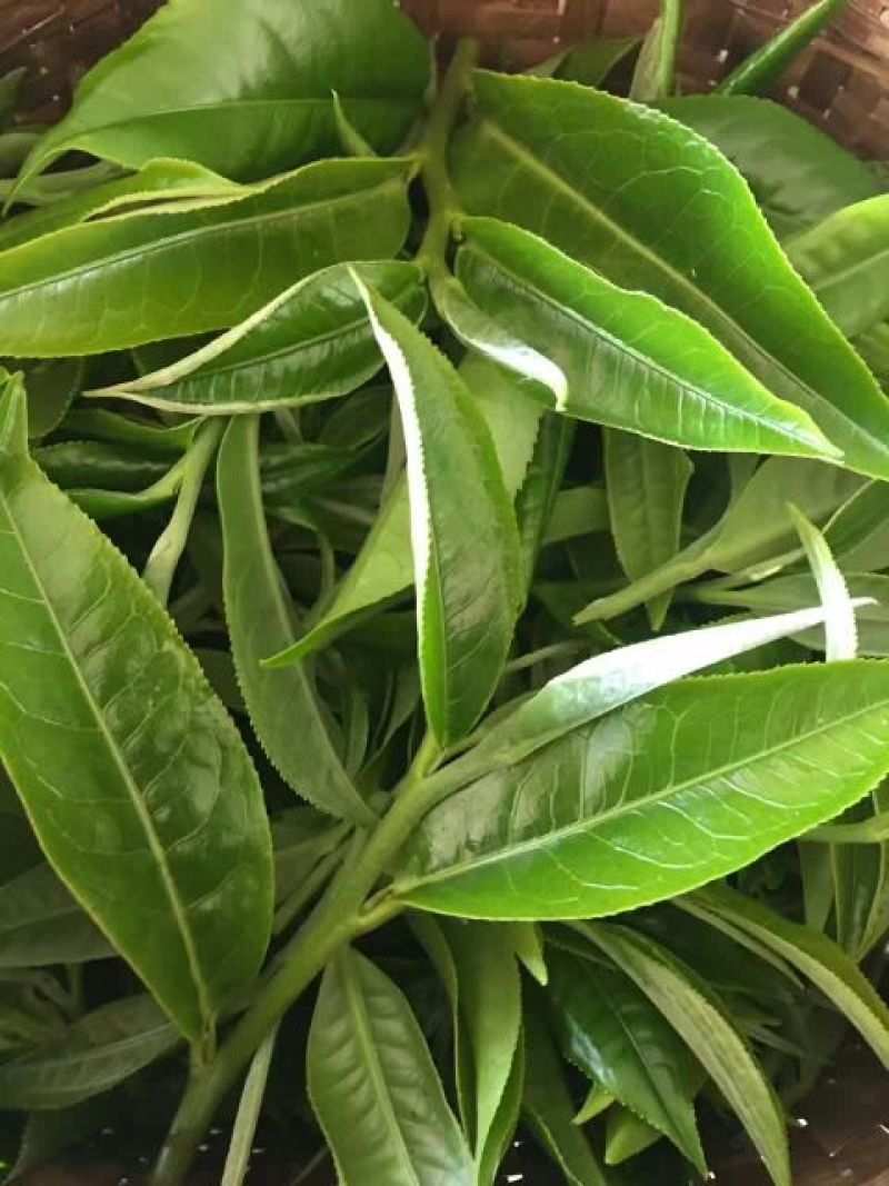 普洱茶一级