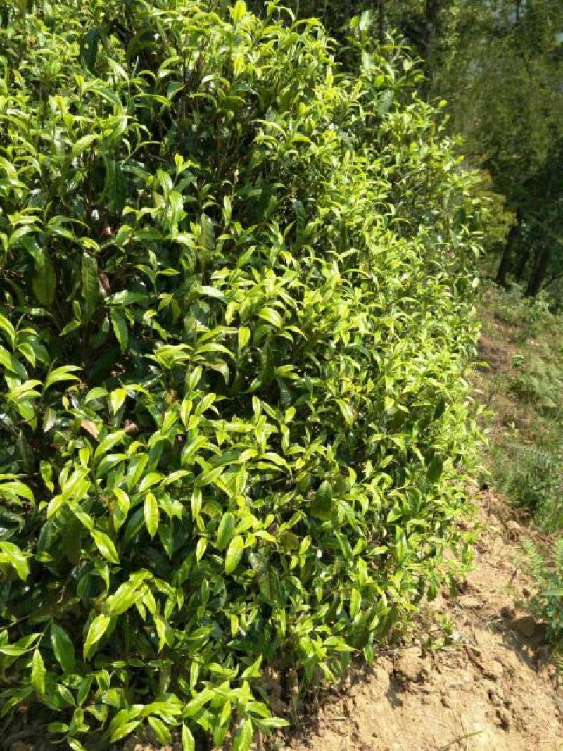 普洱茶一级