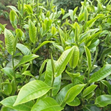 普洱茶一级