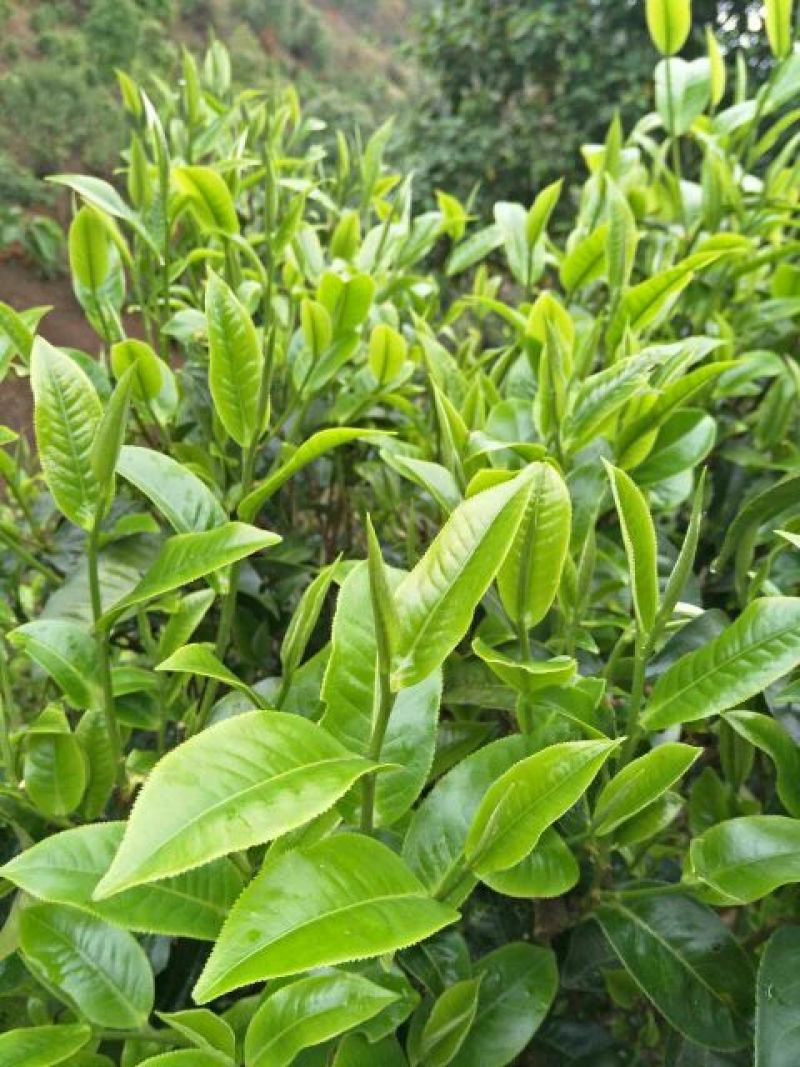 普洱茶一级