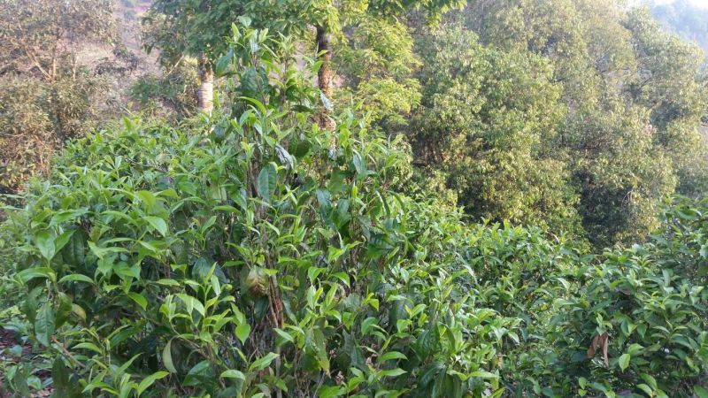 普洱茶一级