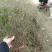 连翘苗30~40cm