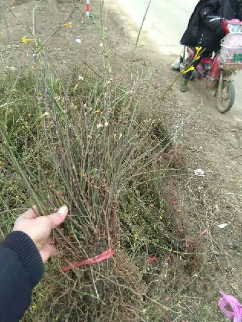 连翘苗30~40cm
