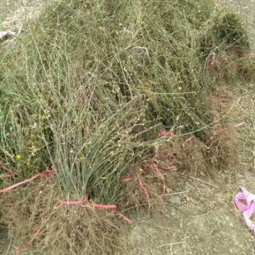 连翘苗30~40cm
