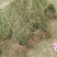 连翘苗30~40cm