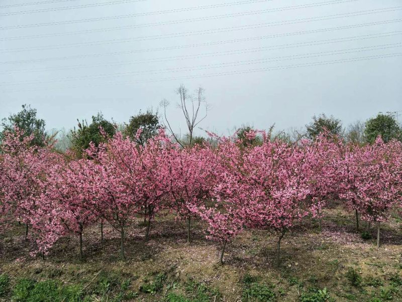 垂丝海棠苗80cm以上
