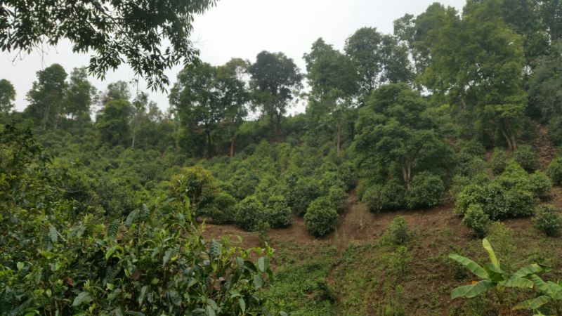 普洱茶一级