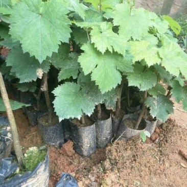 夏黑葡萄苗1年30cm以下