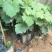 夏黑葡萄苗1年30cm以下
