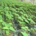 夏黑葡萄苗1年30cm以下