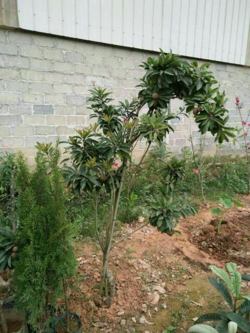 人心果苗