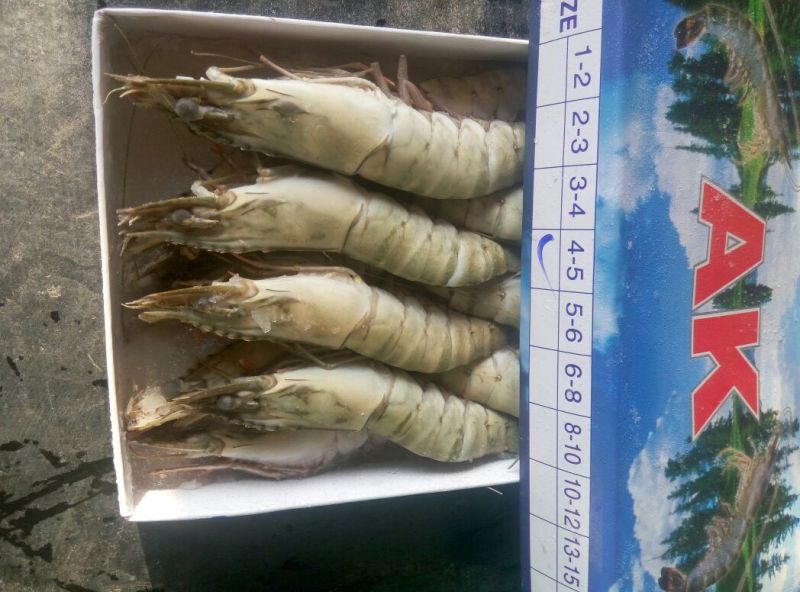 草虾食用冻虾
