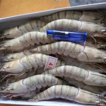 草虾食用冻虾