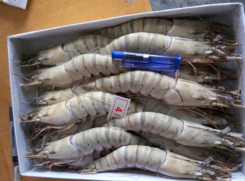 草虾食用冻虾